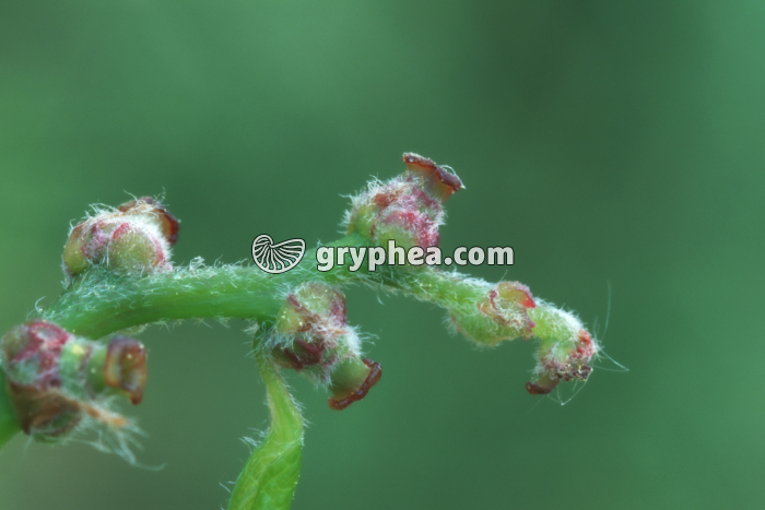 Chêne pédonculé fleurs femelles - gryphea.com